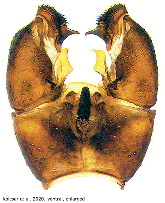 hypopygium