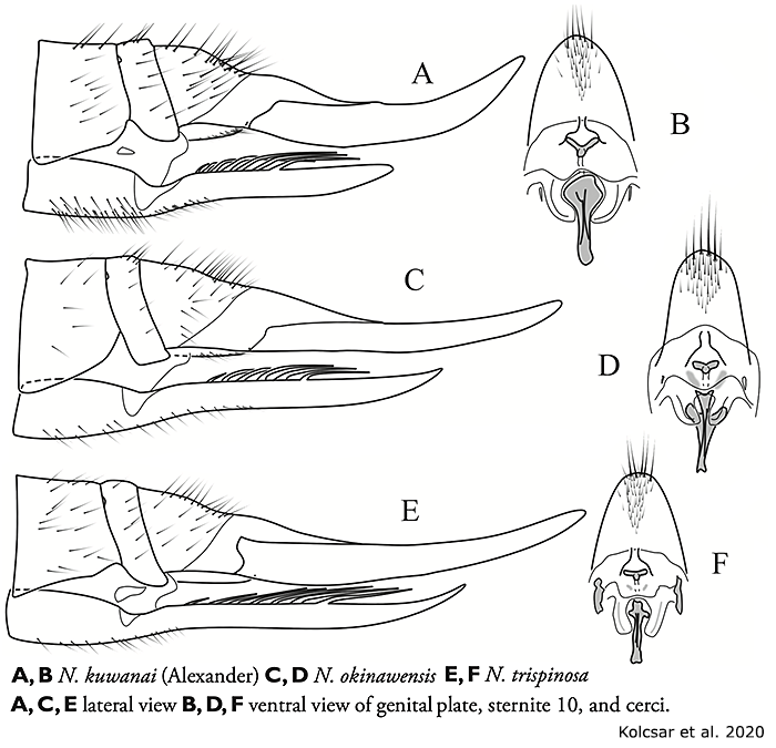 ovipositor