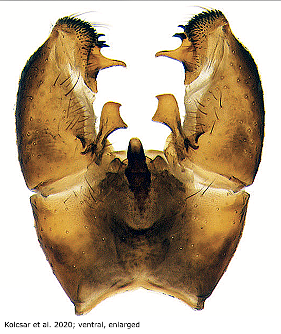 hypopygium