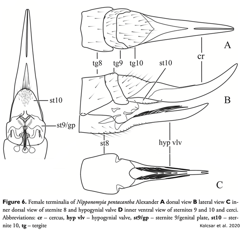 ovipositor