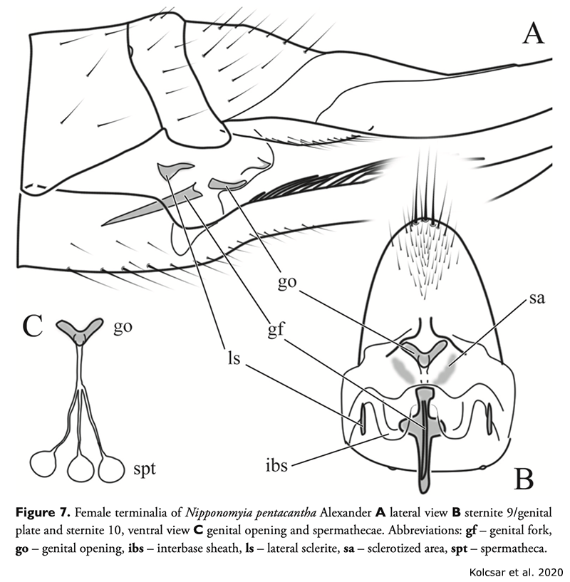 ovipositor