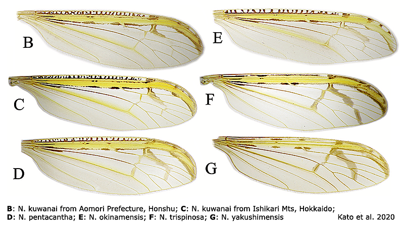 wing