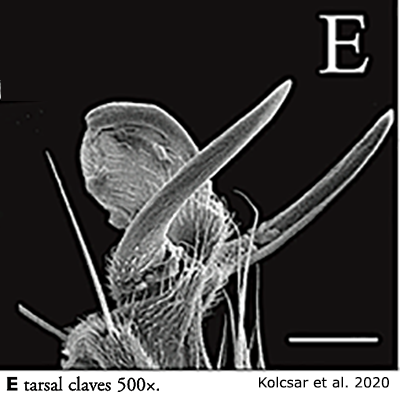 body part(s) - claw