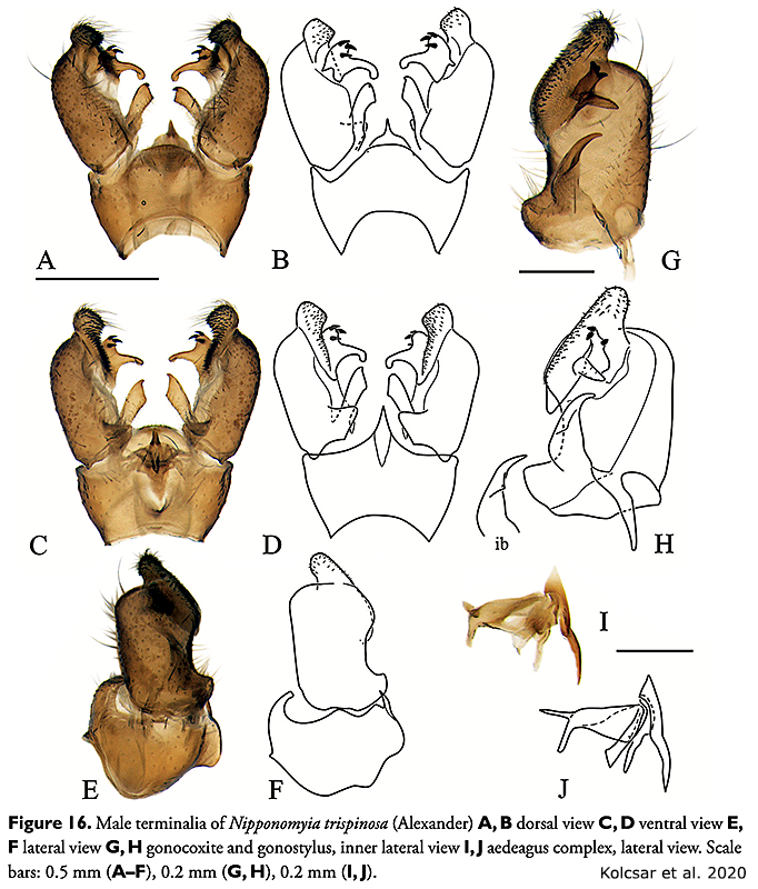 hypopygium