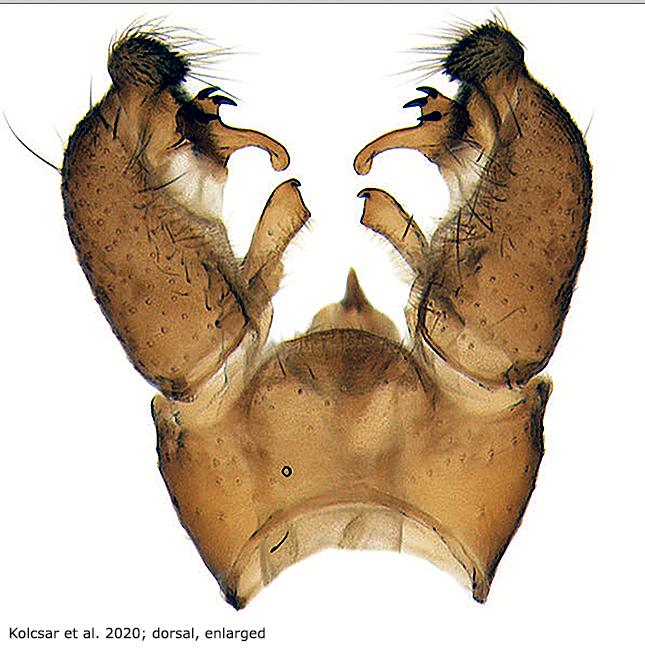 hypopygium