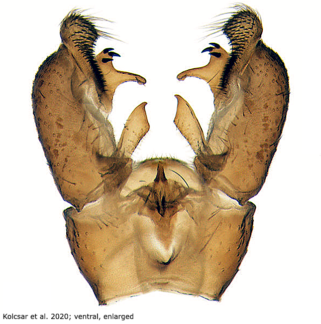 hypopygium