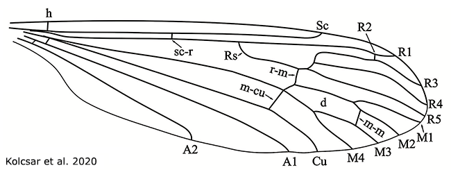 wing