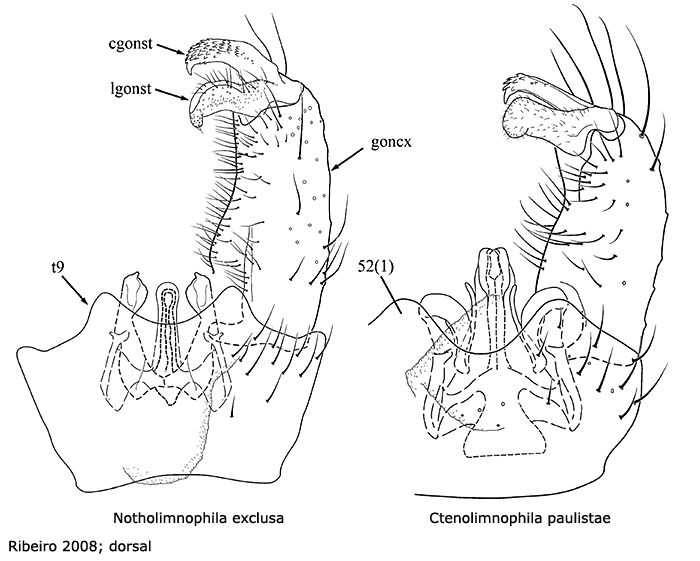 hypopygium