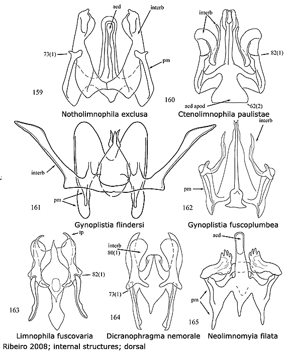 hypopygium