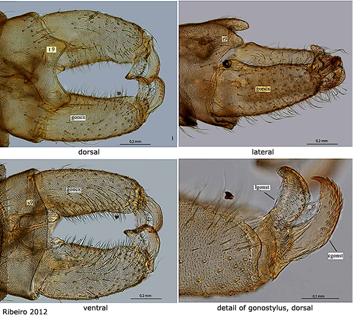 hypopygium