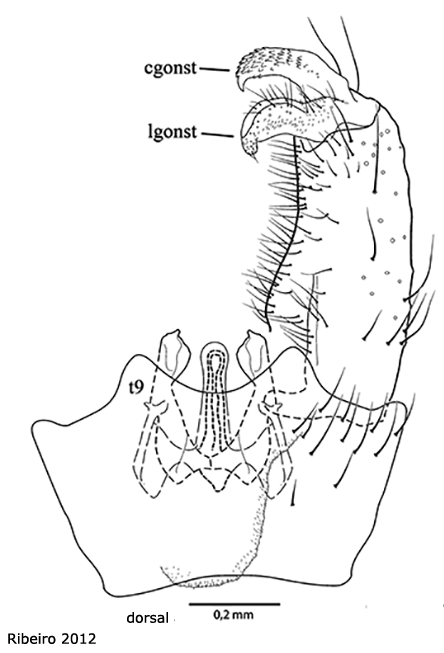 hypopygium