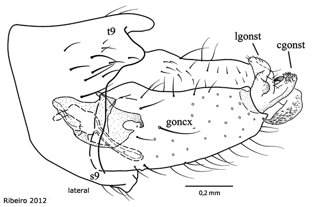 hypopygium