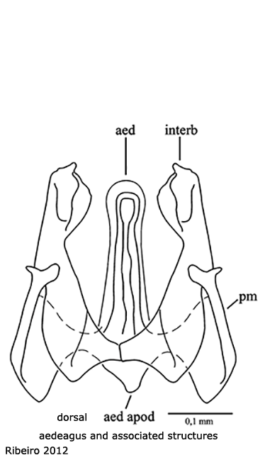 hypopygium