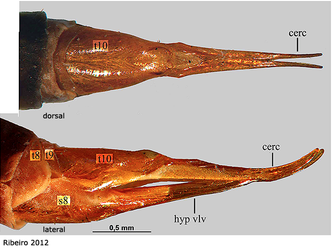 ovipositor