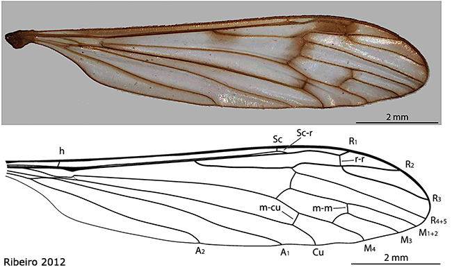 wing