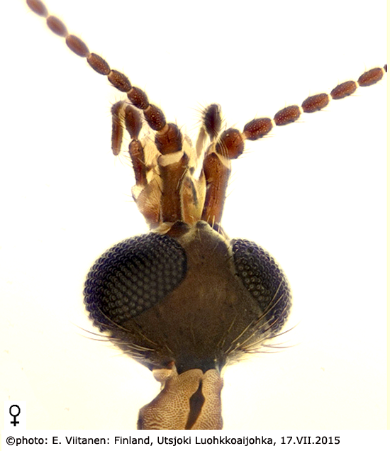 body part(s) - head and antenna