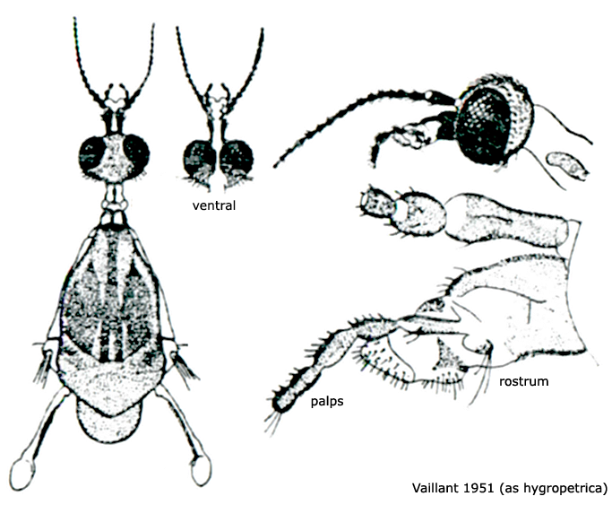 body part(s) - head and thorax