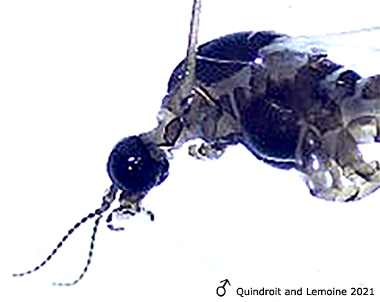 body part(s) - head and thorax