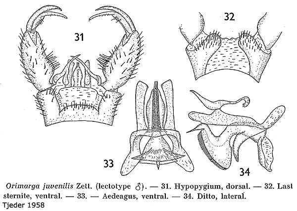 hypopygium
