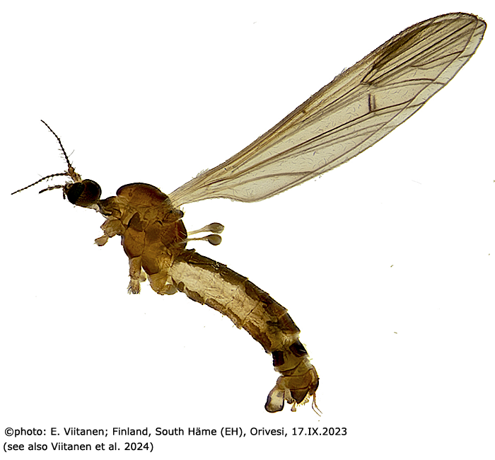 habitus - male