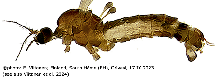 habitus - male