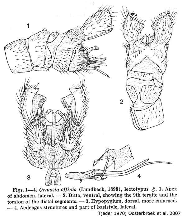 hypopygium