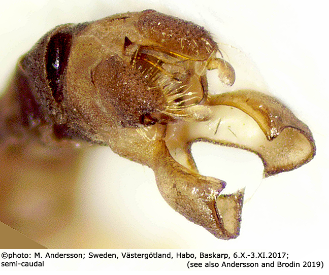 hypopygium