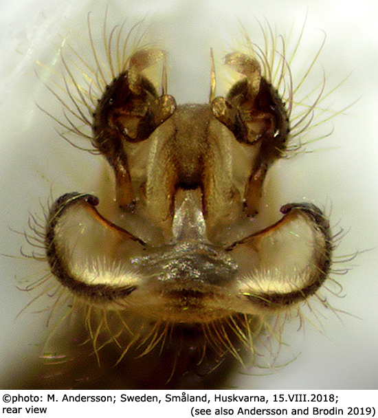 hypopygium