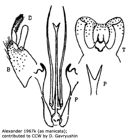 hypopygium
