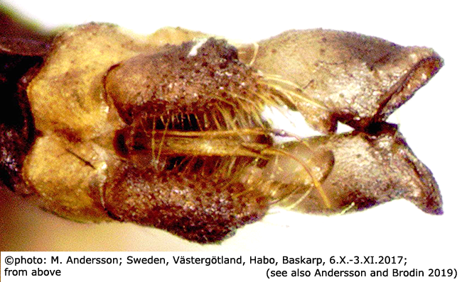 hypopygium