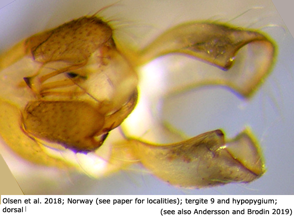hypopygium
