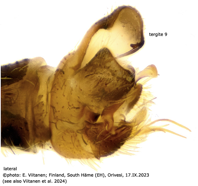hypopygium