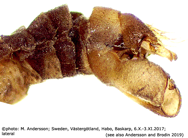 hypopygium