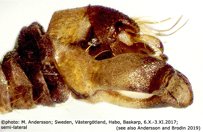hypopygium