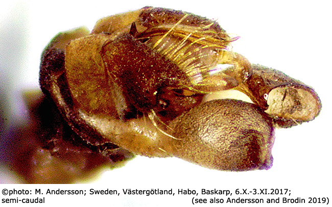 hypopygium
