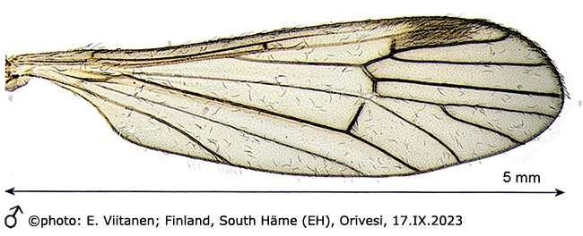 wing