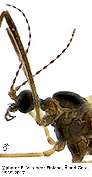 body part(s) - head and thorax