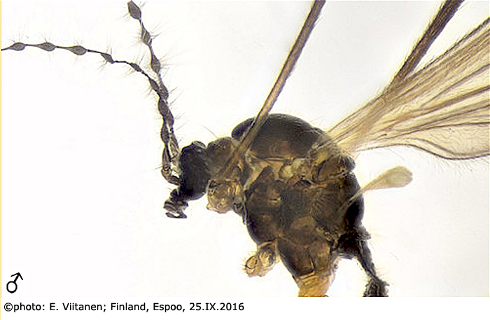 body part(s) - head and thorax
