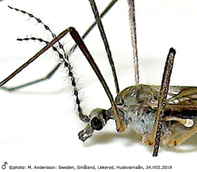 body part(s) - head and thorax