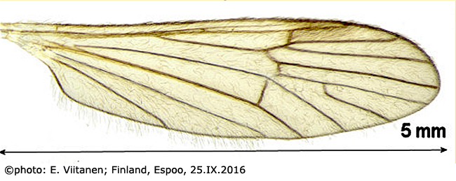 wing