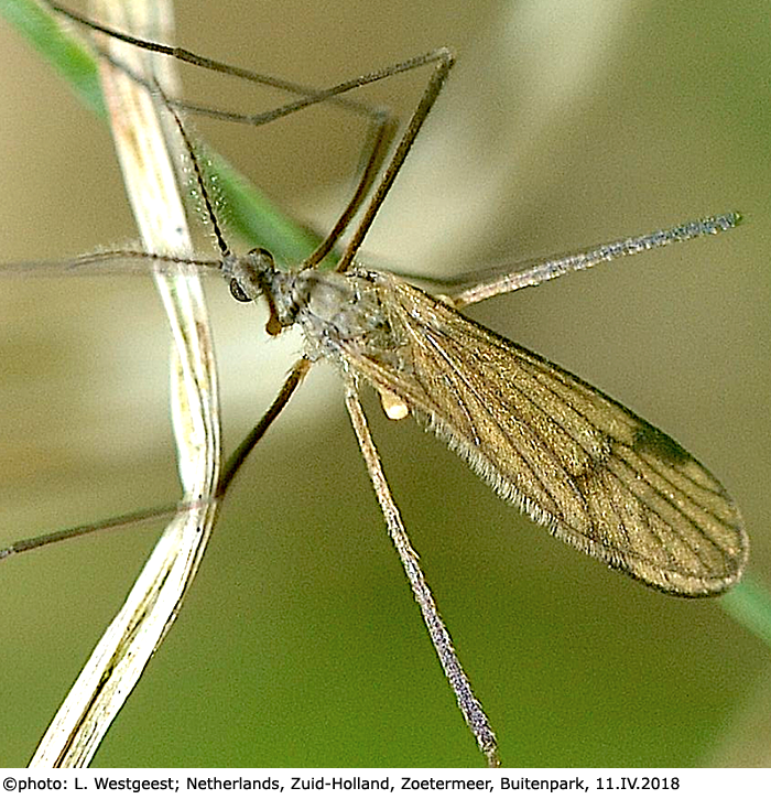 habitus - male