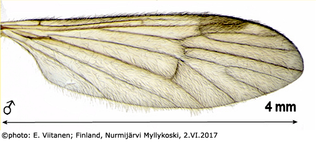 wing