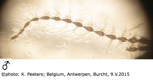 body part(s) - antenna