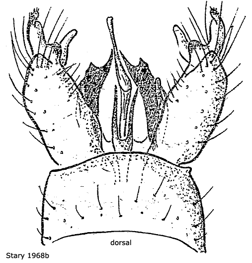 hypopygium