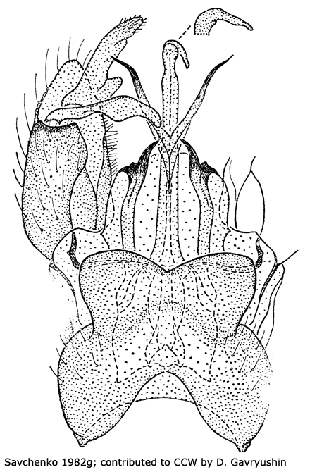 hypopygium