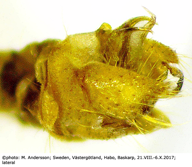hypopygium