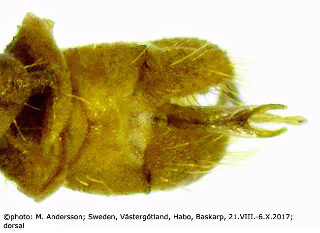 hypopygium