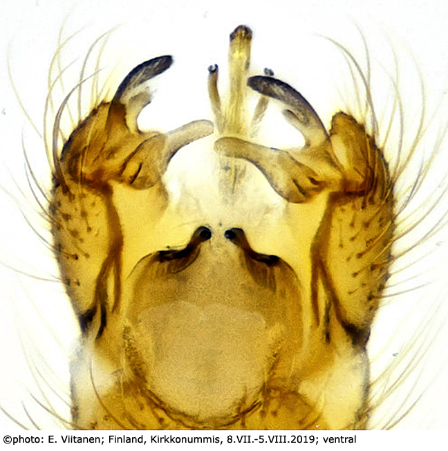 hypopygium