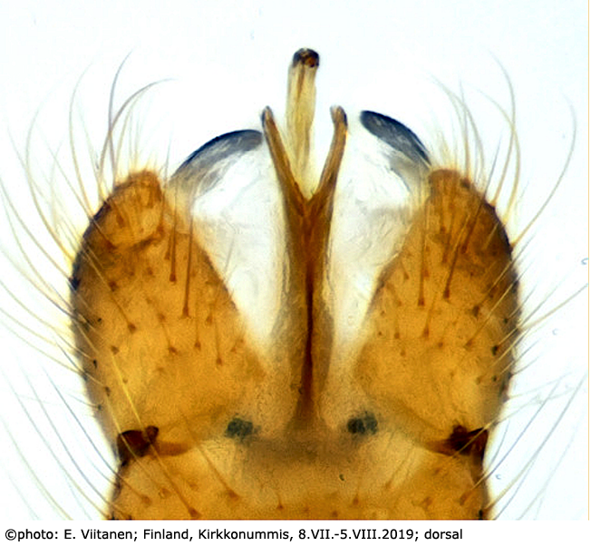 hypopygium