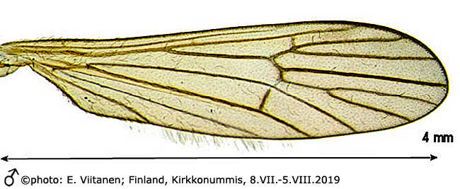 wing